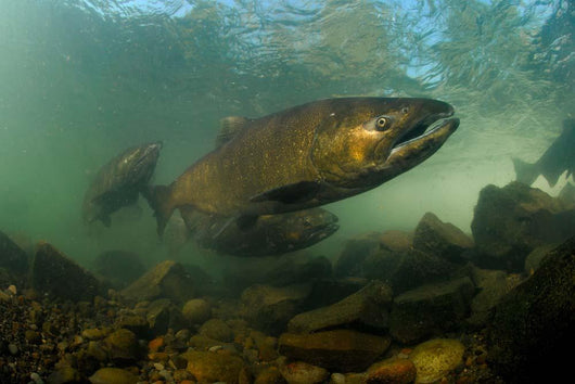 King Salmon Rogue River Wall Decal Design 1
