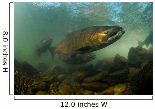 King Salmon Rogue River Wall Decal Design 1