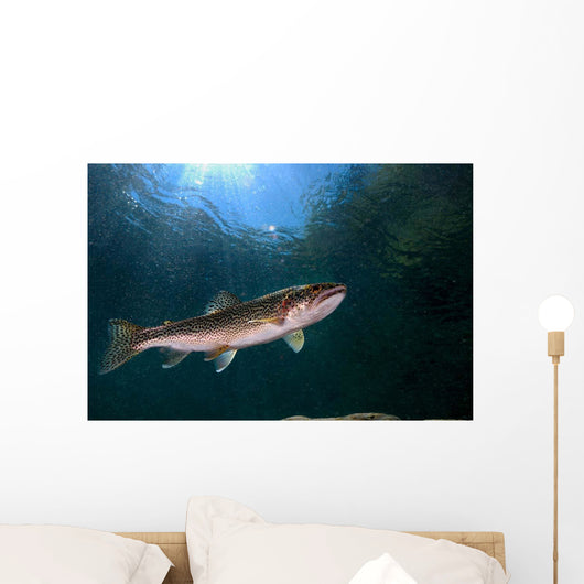 Coastal Cutthroat Trout Smith Wall Decal Design 4