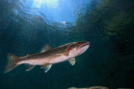 Coastal Cutthroat Trout Smith Wall Decal Design 4