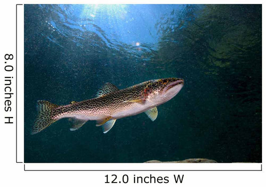 Coastal Cutthroat Trout Smith Wall Decal Design 4