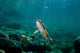 Coastal Cutthroat Trout Smith Wall Decal Design 3