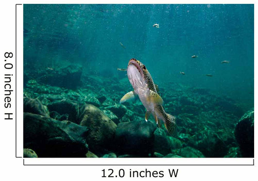 Coastal Cutthroat Trout Smith Wall Decal Design 3
