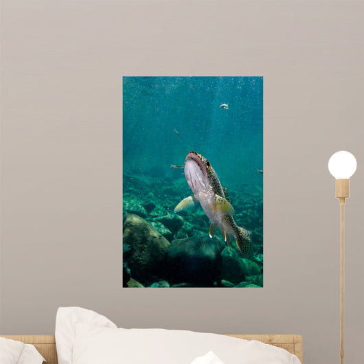 Coastal Cutthroat Trout Smith Wall Decal Design 2