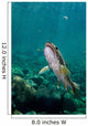 Coastal Cutthroat Trout Smith Wall Decal Design 2