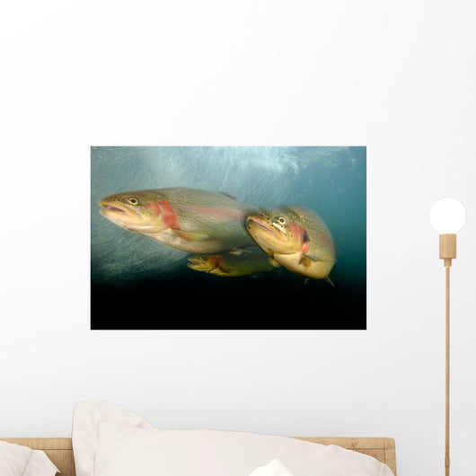 Rainbow Trout Rogue River Wall Decal Design 2