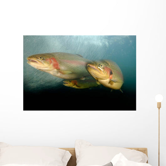 Rainbow Trout Rogue River Wall Decal Design 2