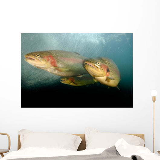 Rainbow Trout Rogue River Wall Decal Design 2