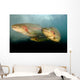 Rainbow Trout Rogue River Wall Decal Design 2