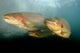 Rainbow Trout Rogue River Wall Decal Design 2