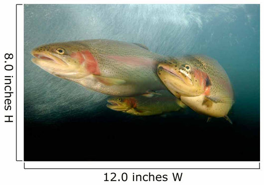Rainbow Trout Rogue River Wall Decal Design 2