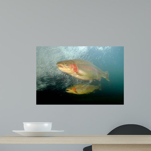 Rainbow Trout Rogue River Wall Decal Design 1