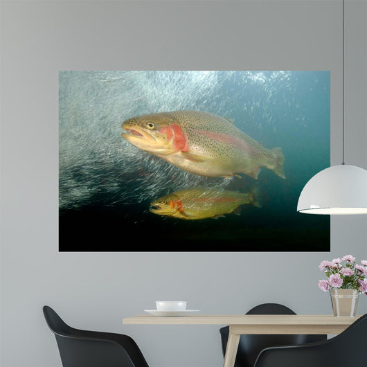 Rainbow Trout Rogue River Wall Decal Design 1