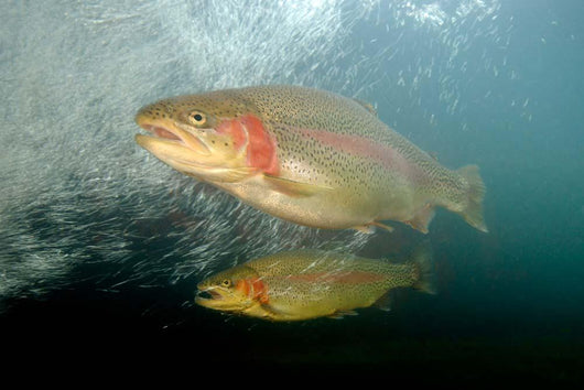 Rainbow Trout Rogue River Wall Decal Design 1