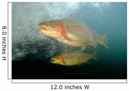 Rainbow Trout Rogue River Wall Decal Design 1