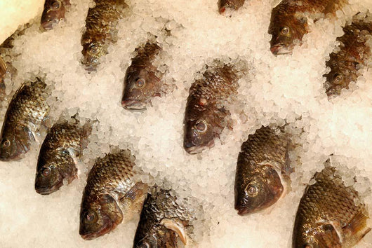 Tilapia Ice Seafood Market Wall Decal