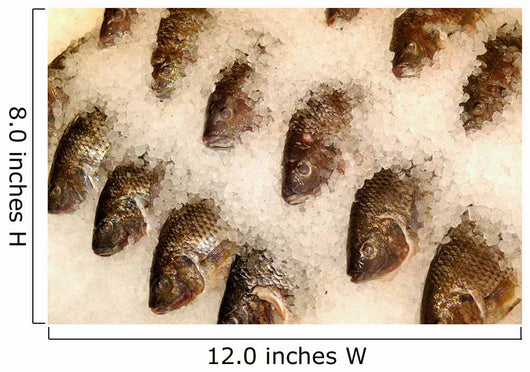 Tilapia Ice Seafood Market Wall Decal