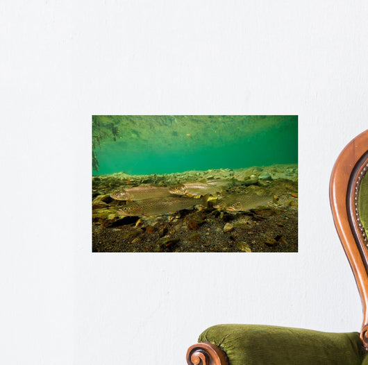 Coastal Cutthroat Trout Smith Wall Decal Design 1