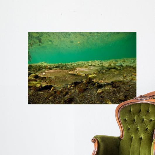 Coastal Cutthroat Trout Smith Wall Decal Design 1