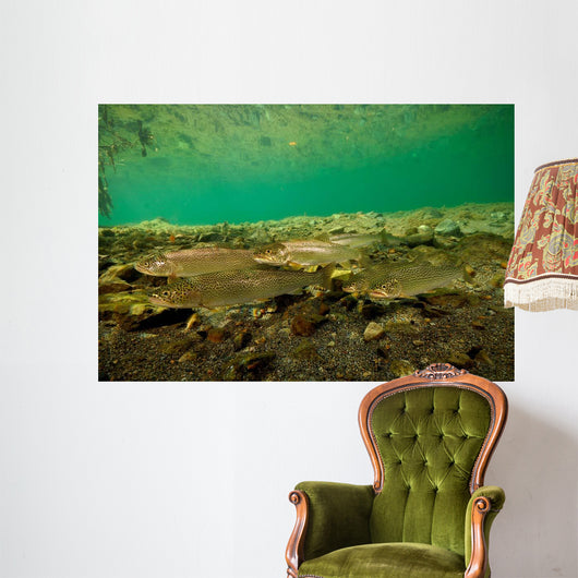 Coastal Cutthroat Trout Smith Wall Decal Design 1