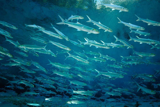 School Ladyfish Silver Glen Wall Decal