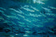 School Ladyfish Silver Glen Wall Decal