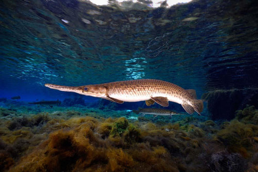 Florida Gar Silver Glen Wall Decal Design 3