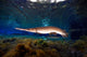 Florida Gar Silver Glen Wall Decal Design 3