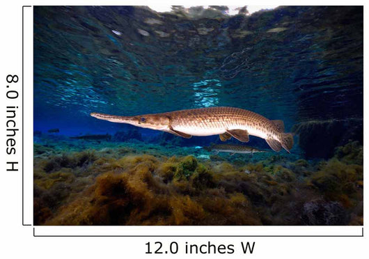 Florida Gar Silver Glen Wall Decal Design 3