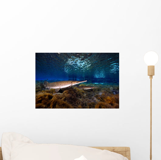 Florida Gar Silver Glen Wall Decal Design 2