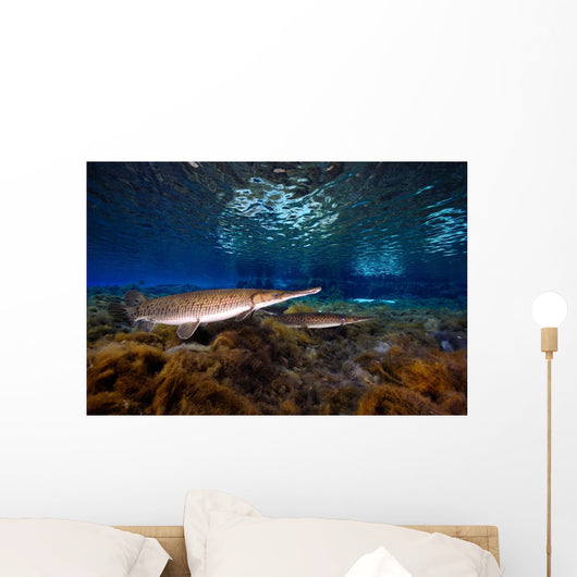 Florida Gar Silver Glen Wall Decal Design 2