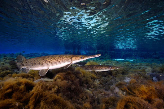 Florida Gar Silver Glen Wall Decal Design 2