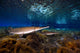 Florida Gar Silver Glen Wall Decal Design 2