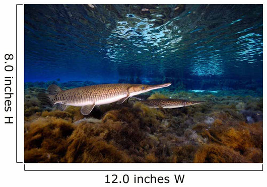 Florida Gar Silver Glen Wall Decal Design 2