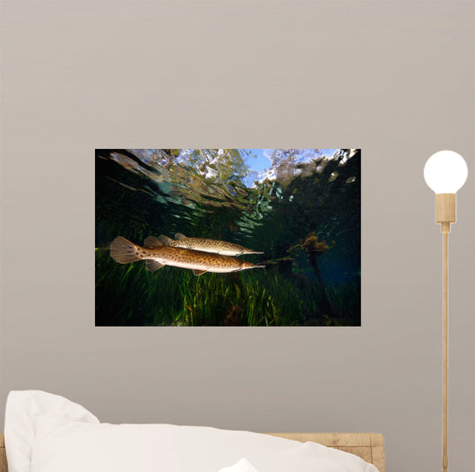 Florida Gar Silver Glen Wall Decal Design 1