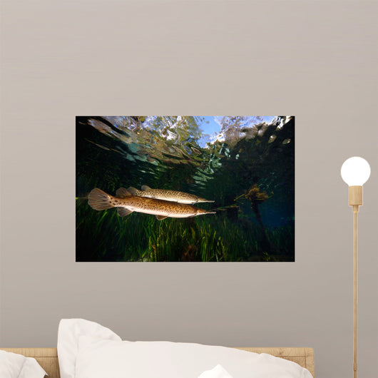 Florida Gar Silver Glen Wall Decal Design 1