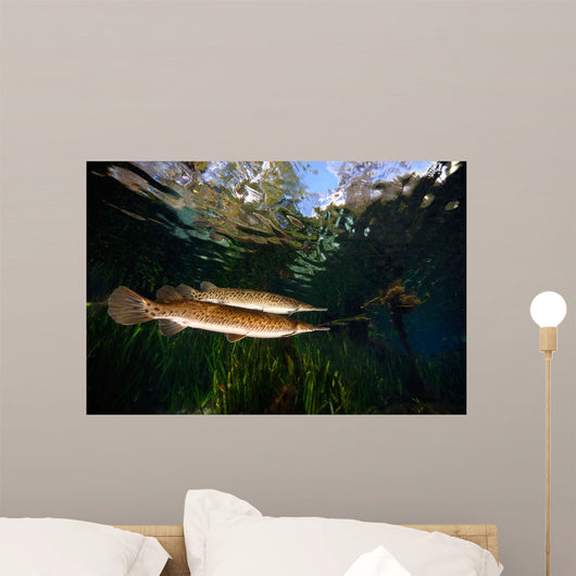 Florida Gar Silver Glen Wall Decal Design 1