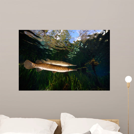 Florida Gar Silver Glen Wall Decal Design 1