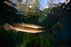 Florida Gar Silver Glen Wall Decal Design 1