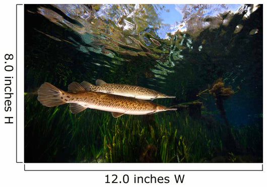 Florida Gar Silver Glen Wall Decal Design 1