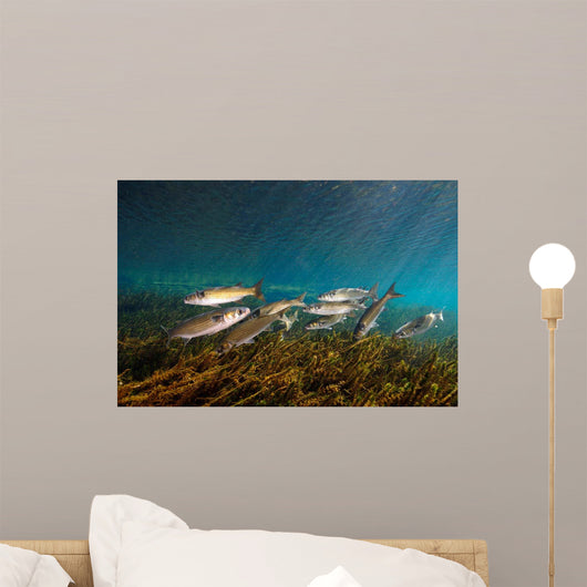 Striped Mullet Salt Springs Wall Decal Design 7