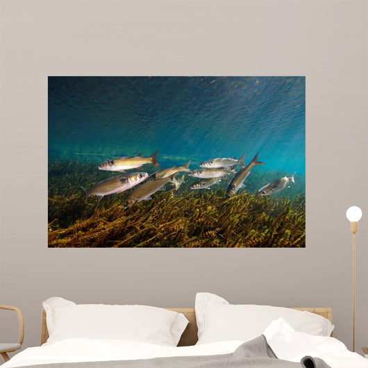 Striped Mullet Salt Springs Wall Decal Design 7