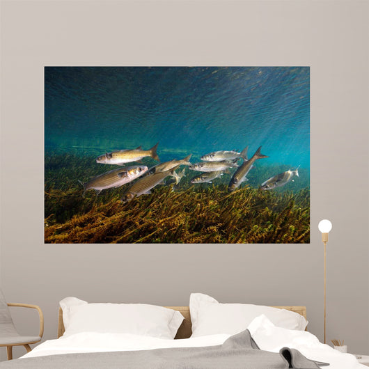 Striped Mullet Salt Springs Wall Decal Design 7