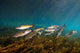 Striped Mullet Salt Springs Wall Decal Design 7