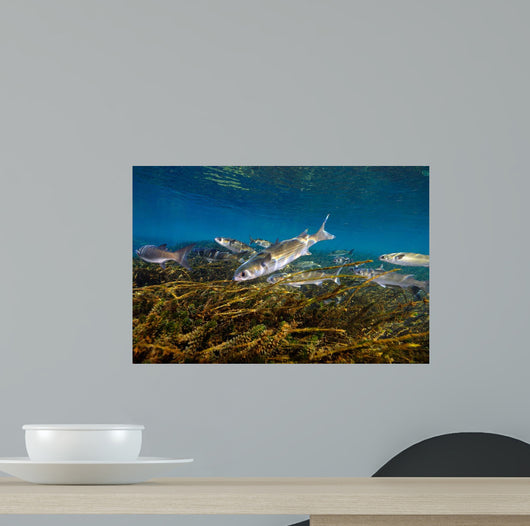 Striped Mullet Salt Springs Wall Decal Design 6