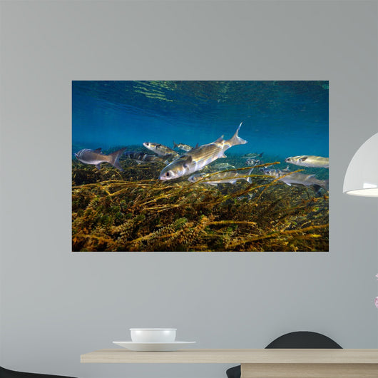Striped Mullet Salt Springs Wall Decal Design 6