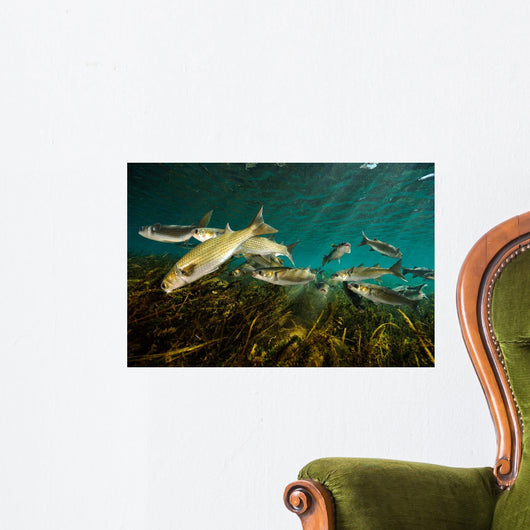 Striped Mullet Salt Springs Wall Decal Design 5
