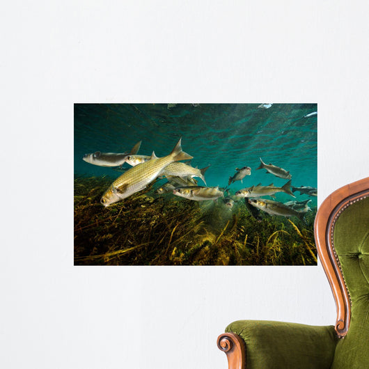 Striped Mullet Salt Springs Wall Decal Design 5