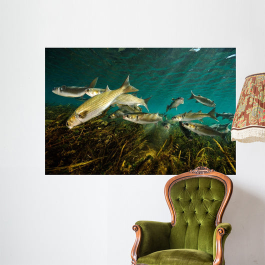 Striped Mullet Salt Springs Wall Decal Design 5