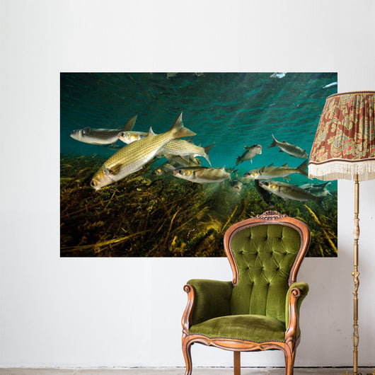 Striped Mullet Salt Springs Wall Decal Design 5